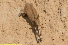 ibex ewe climbing down